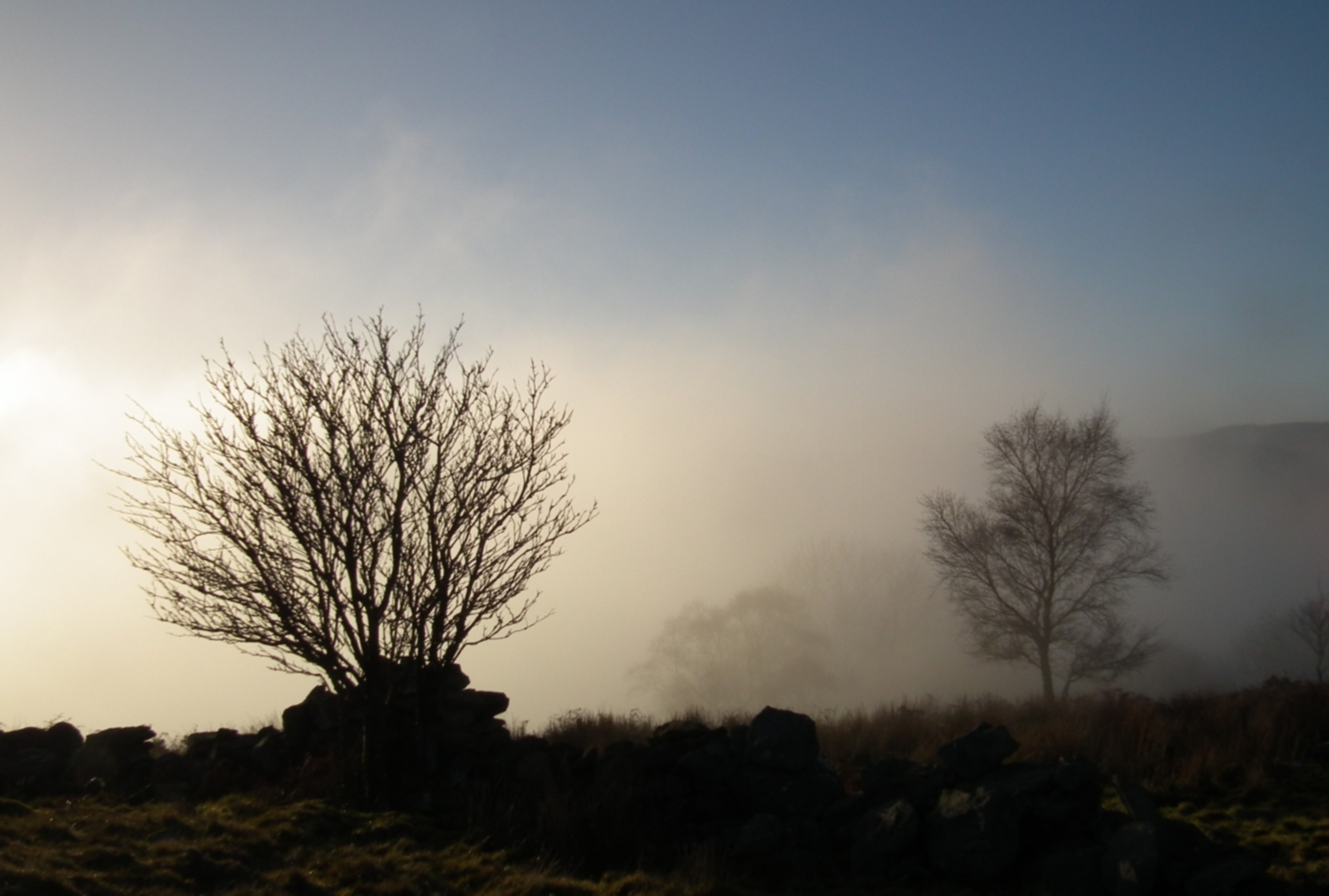 THE TREE NO 4 Bill Bagley Photography